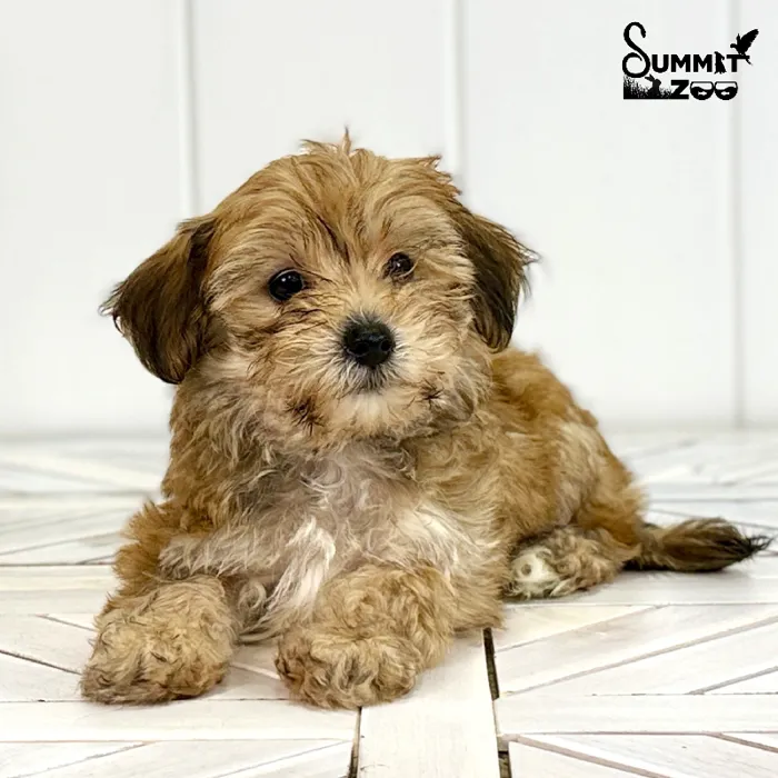 Female Yochon puppy named Ginger for sale at Summit Zoo.
