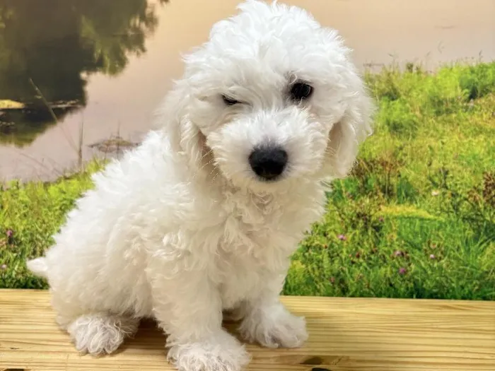 Male Bichon Puppy for Sale in Lee's Summit, MO
