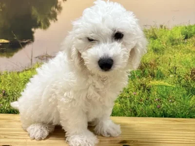 Male Bichon Puppy for Sale in Lee's Summit, MO