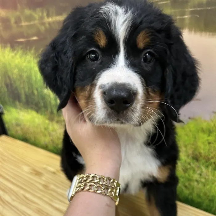 Male Bernese Mountain Dog Puppy for Sale in Lee's Summit, MO