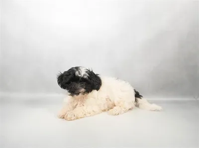 Male Havanese puppy named Waffle for sale at Summit Zoo.