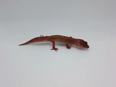 Unknown Blizzard Leopard Gecko Reptile for Sale in Lee's Summit, MO