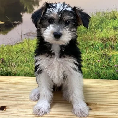 Female Mini Schnauzer-Yorkie Puppy for Sale in Lee's Summit, MO