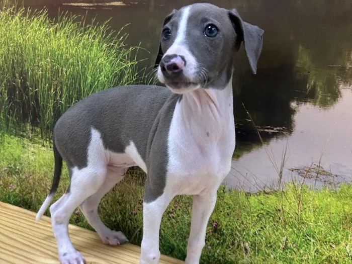 Male Italian Greyhound Puppy for Sale in Lee's Summit, MO
