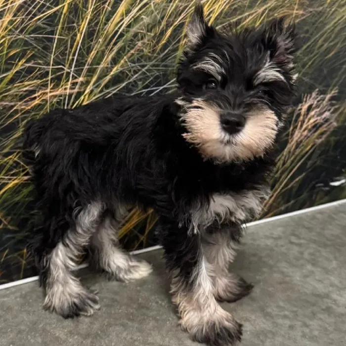 Male Mini Schnauzer Puppy for Sale in Lee's Summit, MO