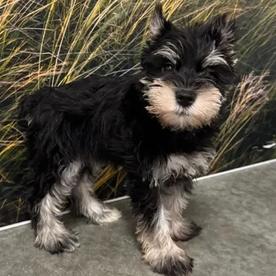 Male Mini Schnauzer Puppy for Sale in Lee's Summit, MO