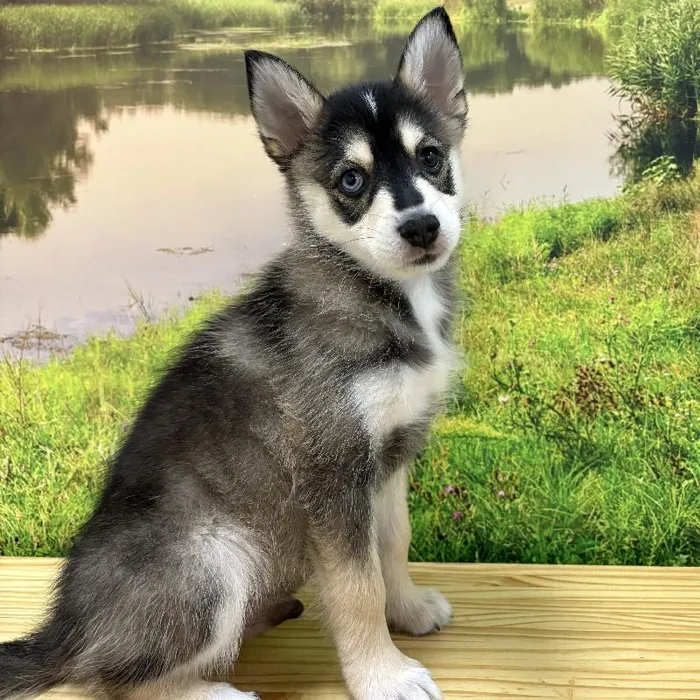 Male Pomsky Puppy for Sale in Lee's Summit, MO