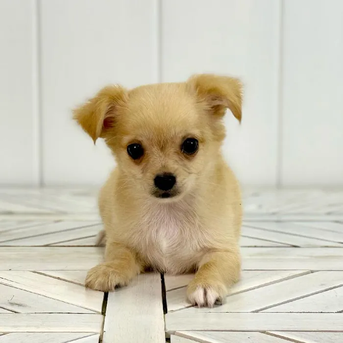 Male Chihuahua puppy named Apollo for sale at Summit Zoo.