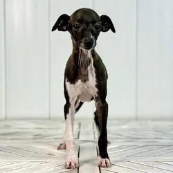 Female Italian Greyhound puppy named East for sale at Summit Zoo.