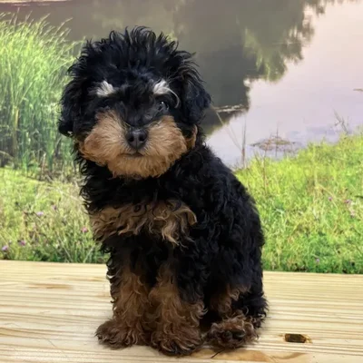 Female Poodle Puppy for Sale in Lee's Summit, MO