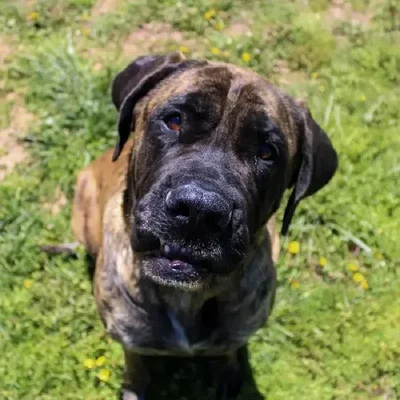 Female English Mastiff (Adoption) Adoption Dog for Sale in Lee's Summit, MO