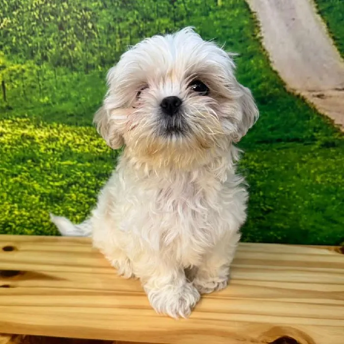 Female Shih Tzu Puppy for Sale in Lee's Summit, MO