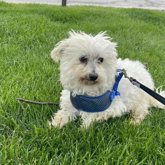 Male Maltese (Adoption) Adoption Dog for Sale in Lee's Summit, MO
