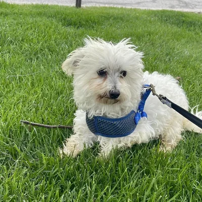 Male Maltese (Adoption) Adoption Dog for Sale in Lee's Summit, MO