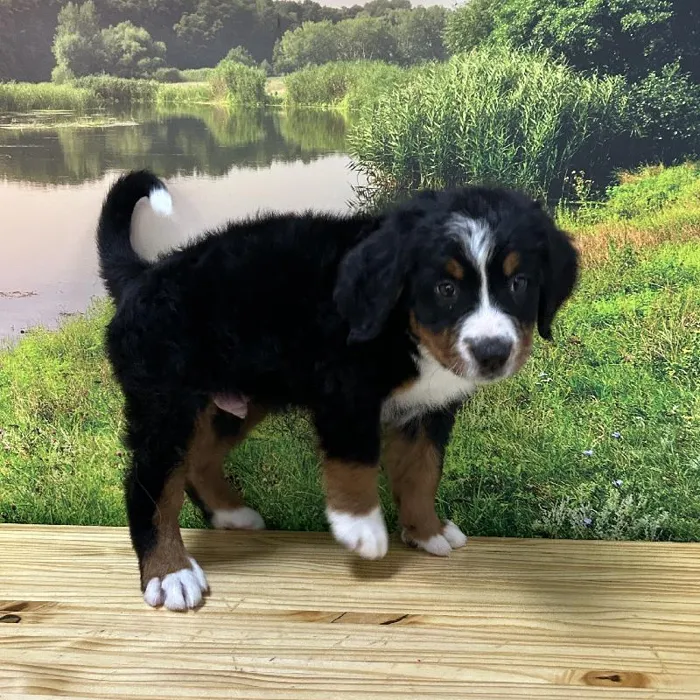 Male Bernese Mountain Dog Puppy for Sale in Lee's Summit, MO