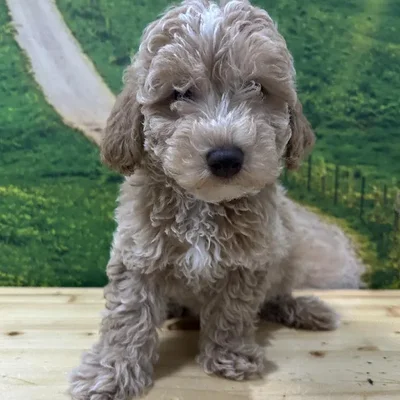 Male Bichon-Poodle Puppy for Sale in Lee's Summit, MO
