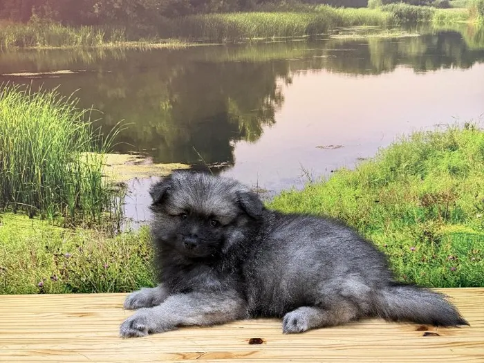 Male Keeshond Puppy for Sale in Lee's Summit, MO