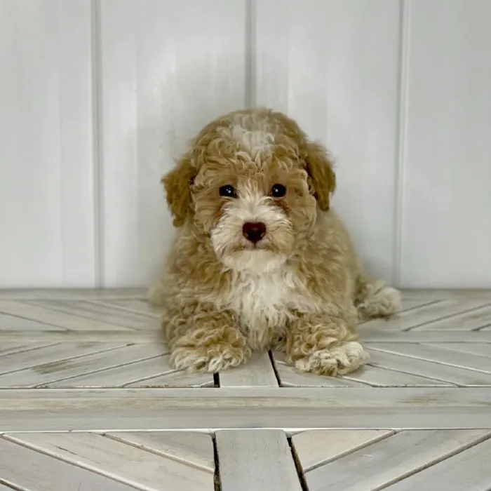 Female Bichon-Poodle puppy named Supergirl for sale at Summit Zoo.