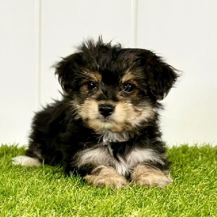 Female Morkie puppy named Cho for sale at Summit Zoo.