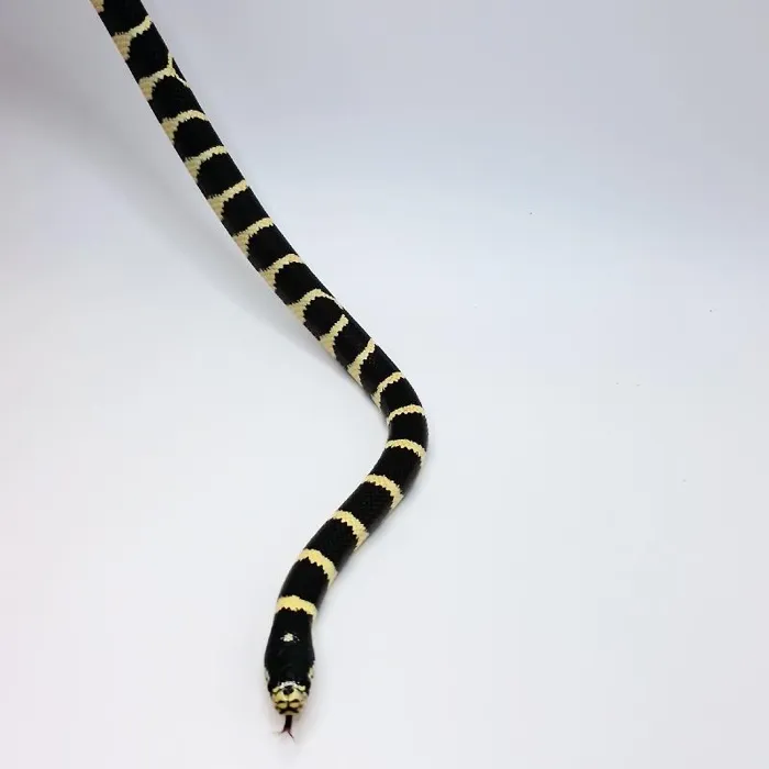 Unknown Black & White Striped California Kingsnake Reptile for Sale in Lee's Summit, MO