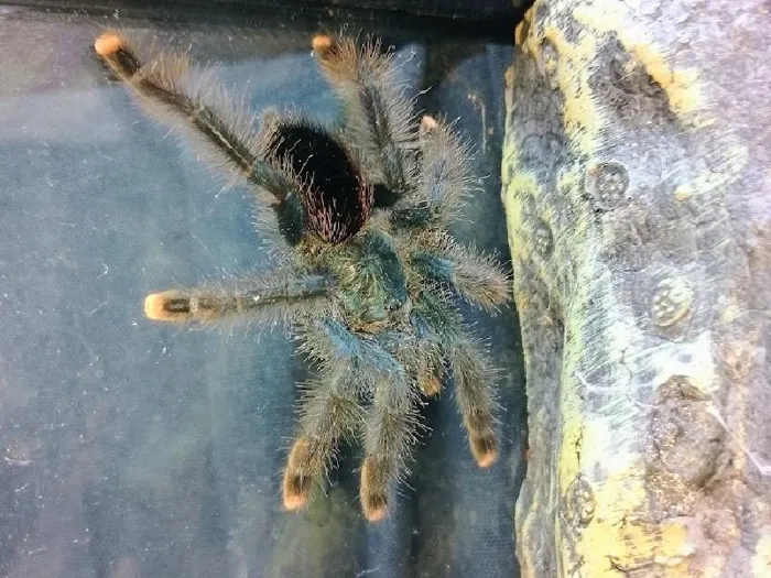 Unknown Pink toe Reptile for Sale in Lee's Summit, MO