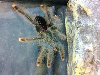 Unknown Pink toe Reptile for Sale in Lee's Summit, MO