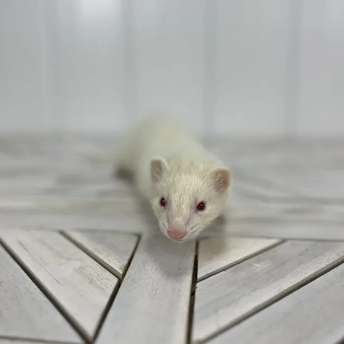 Female Ferret small animal for sale at Summit Zoo.