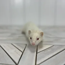 Female Ferret small animal for sale at Summit Zoo.