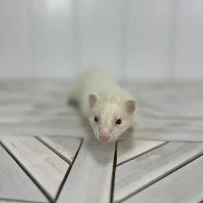 Unknown Ferret small animal for sale at Summit Zoo.