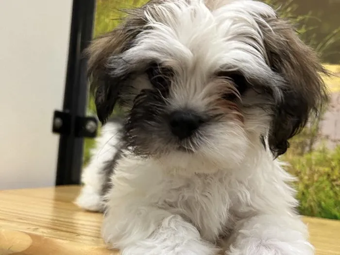 Male Lhasa Apso Puppy for Sale in Lee's Summit, MO