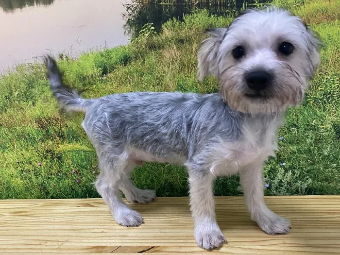 Male Silkese Puppy for Sale in Lee's Summit, MO