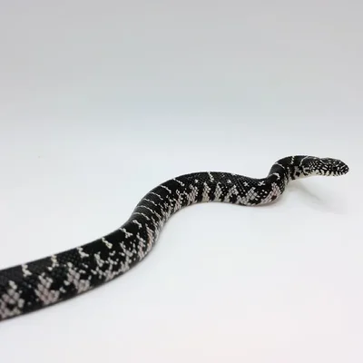Unknown Anerythristic Florida King Snake Reptile for Sale in Lee's Summit, MO
