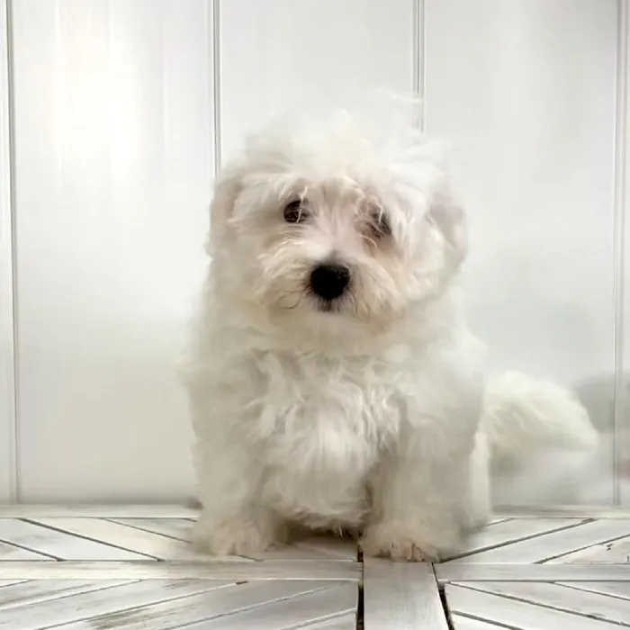Male Maltese puppy named Captain  America for sale at Summit Zoo.