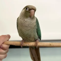 Unknown Cinnamon Torquoise Green Cheek Conure bird for sale at Summit Zoo.