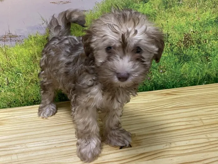 Female Havanese Puppy for Sale in Lee's Summit, MO