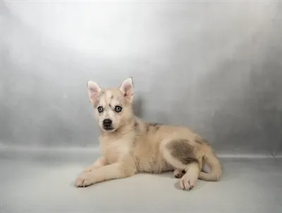 Female Pomsky puppy named Wonder Woman for sale at Summit Zoo.