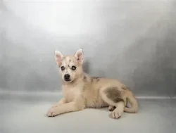Female Pomsky puppy named Wonder Woman for sale at Summit Zoo.