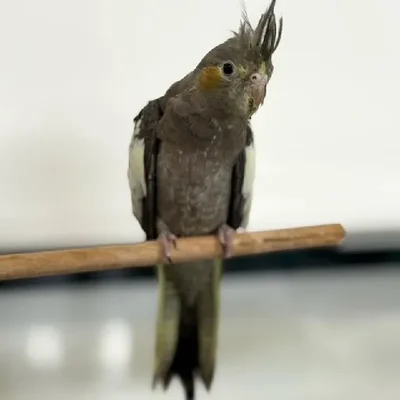 Unknown Cockatiel bird for sale at Summit Zoo.