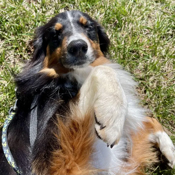 Female Australian Shepard (Adoption) Adoption Dog for Sale in Lee's Summit, MO