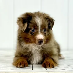 Female Toy Australian Shepherd puppy named Inky for sale at Summit Zoo.