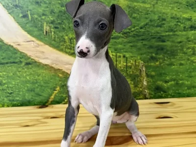 Female Italian Greyhound Puppy for Sale in Lee's Summit, MO