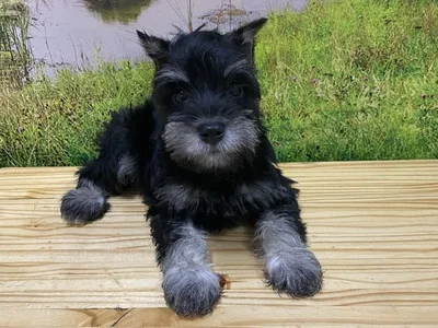 Female Mini Schnauzer Puppy for Sale in Lee's Summit, MO