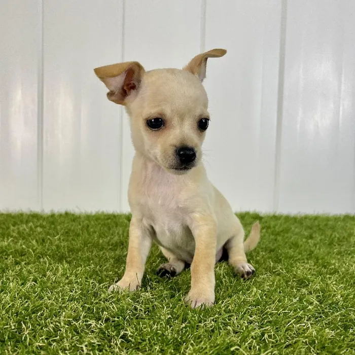Male Chihuahua puppy named Sylvester for sale at Summit Zoo.