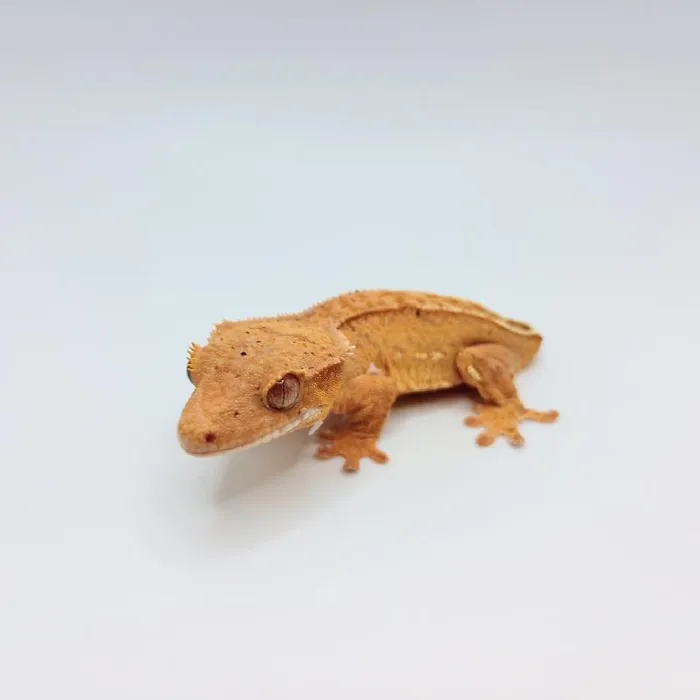 Unknown Crested Gecko Reptile for Sale in Lee's Summit, MO