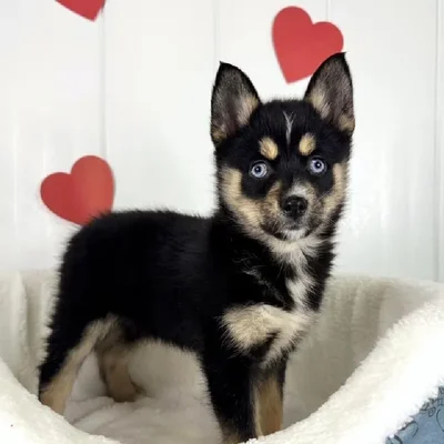 Female Pomsky Puppy for Sale in Lee's Summit, MO