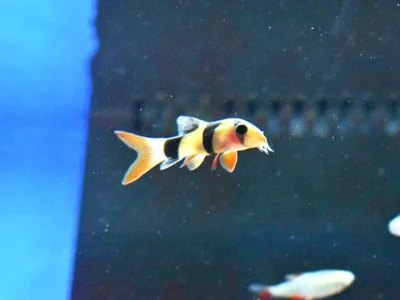 Unknown Loaches Freshwater Fish for Sale in Lee's Summit, MO