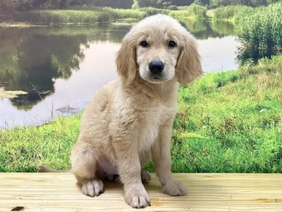 Female Golden Retriever Puppy for Sale in Lee's Summit, MO