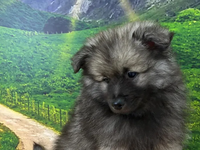 Male Keeshond Puppy for Sale in Lee's Summit, MO