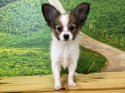 Female Papillon Puppy for Sale in Lee's Summit, MO