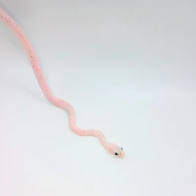 Unknown Palmetto Corn Snake Reptile for Sale in Lee's Summit, MO